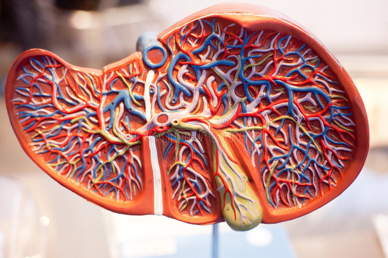 The Liver