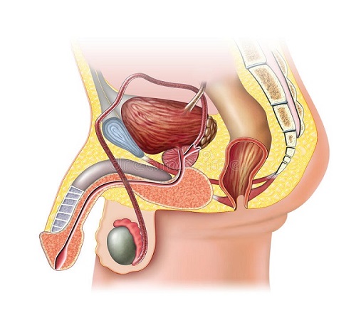 The Male Penis